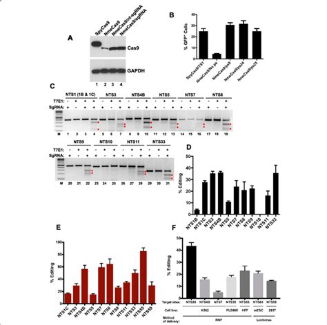 NmeCas9 Expression And Activity In Human HEK293T Cells A Western