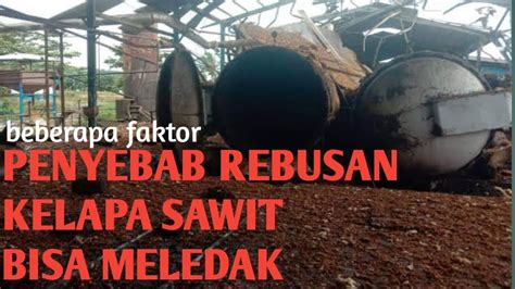 Penyebab Rebusan Kelapa Sawit Meledak Youtube