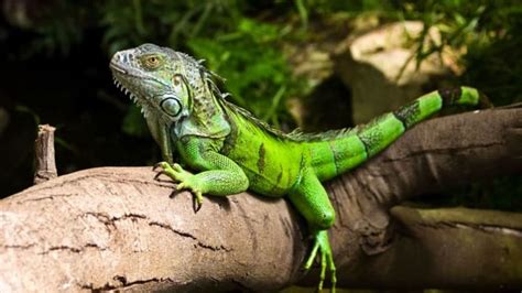 Mengenal Beragam Keunikan Iguana Monster Reptil Jinak Yang Populer