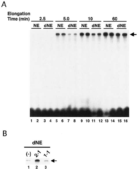 Hspt Is Important For Transcription On A Naked Dna Template In Vitro