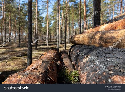 Deforestation Theme Wood Processing Cooking Natural Stock Photo
