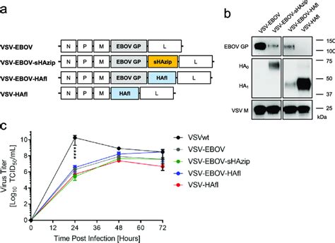 Design And In Vitro Characterization Of VSV Vectors A Schematic