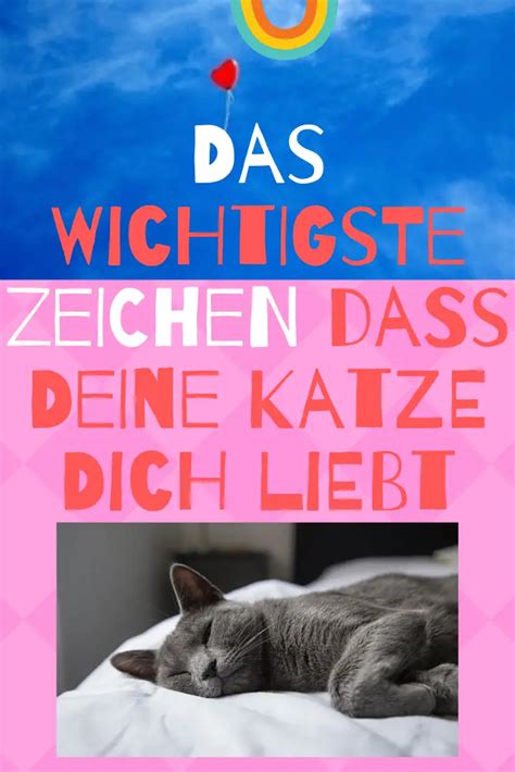 Das WICHTIGSTE Zeichen Dass Deine Katze Dich Liebt Neu Deine Katze