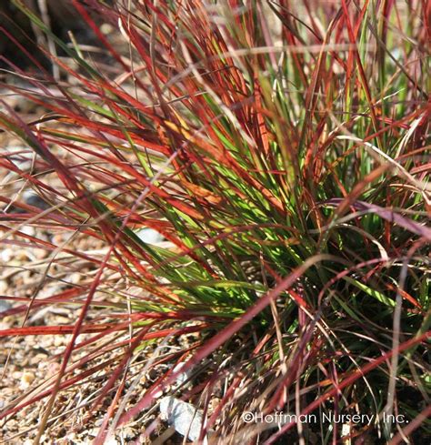 Small Ornamental Grasses Fairview Garden Center