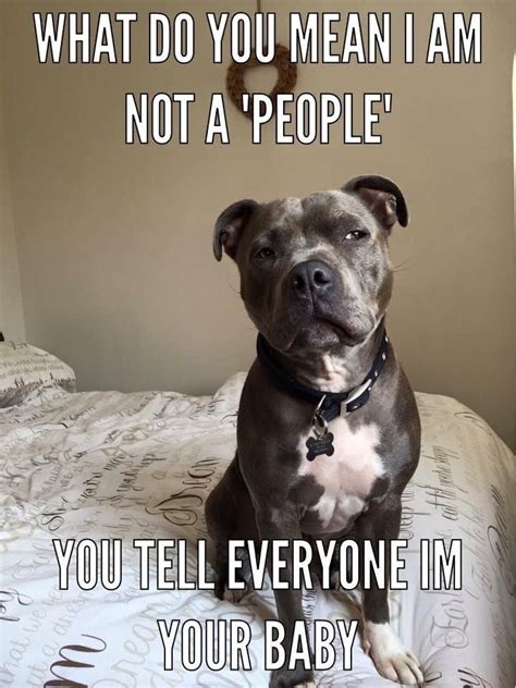 Pin On Pitbulls Rule Funny Dog Memes Pitbulls Dog Memes