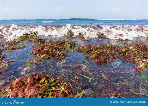 Ocean Seaweed Marine Plants Shoreline Stock Photo - Image of ...