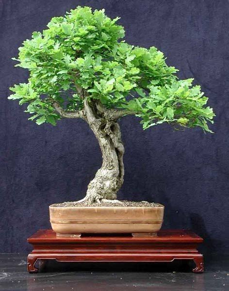 How to Bonsai an Oak Sapling - Bonsai Tree Gardener