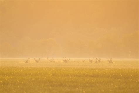 Manada De Ciervos Rojos De Pie En El Campo En La Niebla Matutina