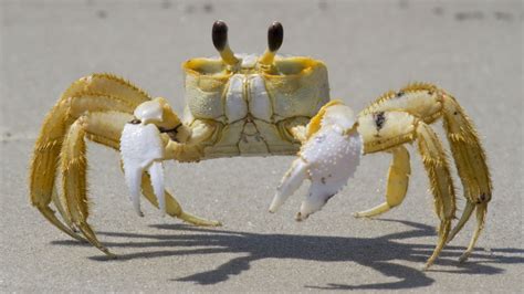 Grumpy Ghost Crabs Growl At Enemies Using Teeth In Stomach Science