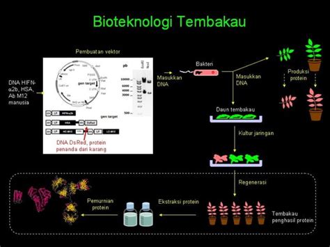 Jurusan Bioteknologi Ppt