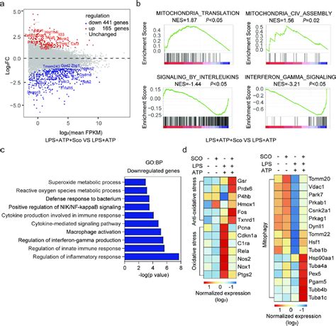 Scoparone Affects Mitochondrial Signals In Response To Nlrp