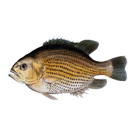 A Bronzed Rock Bass Fish Free Graphics Enliven Designs