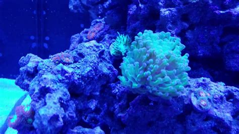 50 Gallon Saltwater Reef Tank Setup At 6 Months Youtube