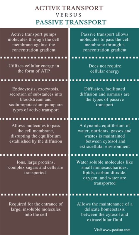 Difference Between Active and Passive Transport | Definition, Types ...