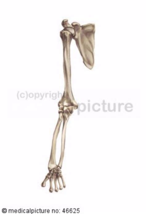 Humerus Doccheck Flexikon