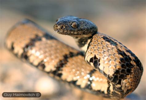 Կովկասյան Կատվաօձ Кавказская Кошачья Змея Caucasian Cat Snake