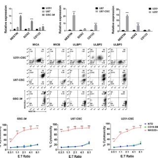 Nkg D Bbz Car T Cells Had A Potent Cytotoxicity Targeting Glioblastoma