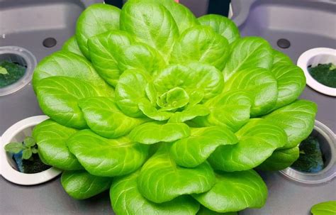 Do Hydroponic Plants Grow Faster - Lighthouse Hydroponics