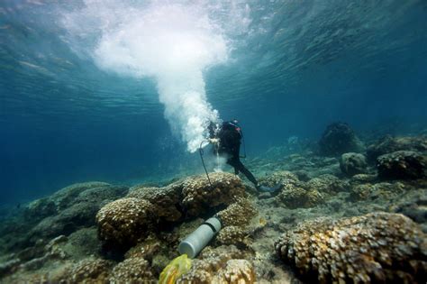 Galapagos Islands A Telling Study Site For Coral Reef Scientists