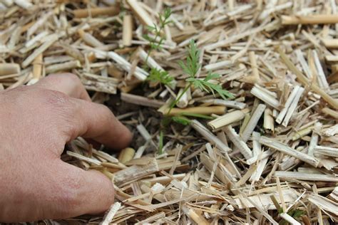 Paillis De Miscanthus Naturel Pour Votre Potager Belcanthus