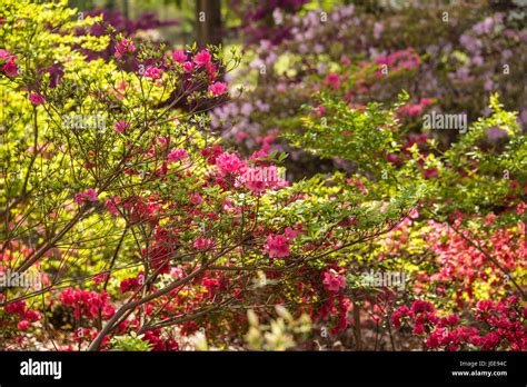 Vibrant Azaleas In Colorful Display During The Month Long Azalea