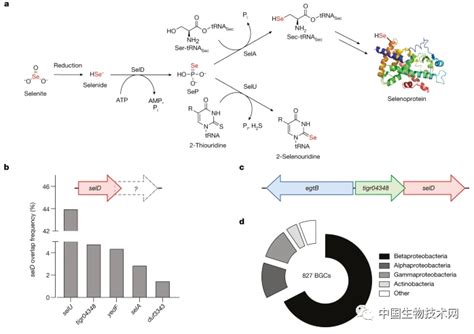 Nature：科学家确定含硒天然产物的第一条生物合成途径！腾讯新闻