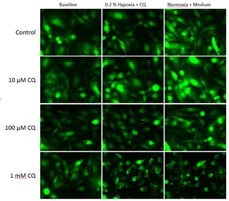 Benefits Of Live Cell Analysis Life Science Research MilliporeSigma