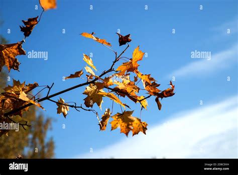 Branches Of A Maple Tree With Autumn Leaves Flying In The Wind A Place