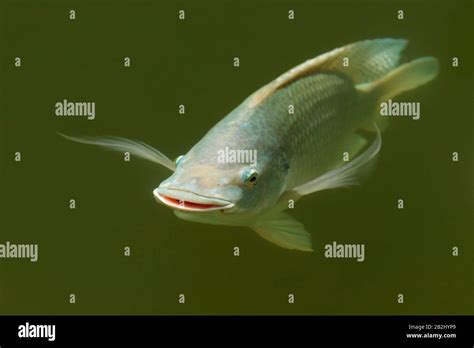 Labelled Diagram Of A Tilapia Fish Vector Tilapia Stock Illustrations