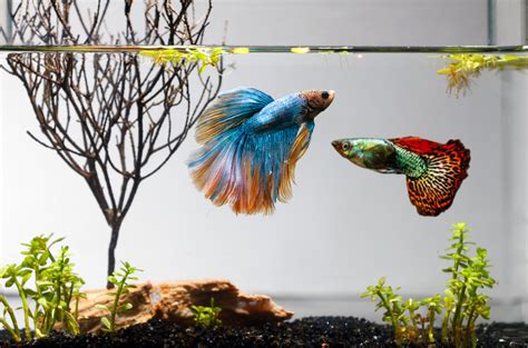 Can Betta Fish Live With Goldfish Truth Revealed At Last