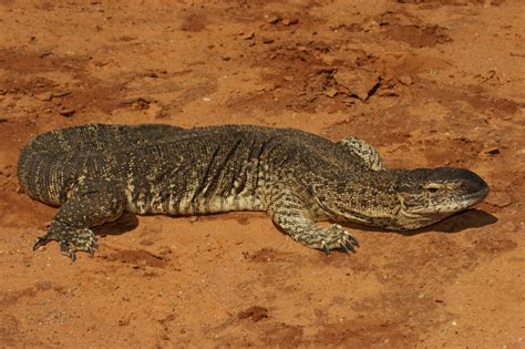 Varanus Albigularis Iucn Ssc Monitor Lizard