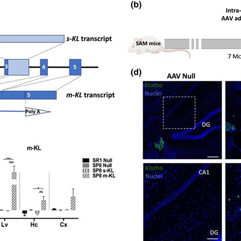 A Kl Gene Structure Transcription And Aav Constructs B