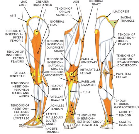 Leg Anatomy Muscles Ligaments And Tendons : Knee Anatomy Ligaments And ...