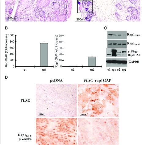 Rap1GAP Enhances Invasion Of SCC Cells SCC Cells Stably Transfected