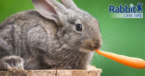 What Vegetables Can Rabbits Eat The Definitive Guide