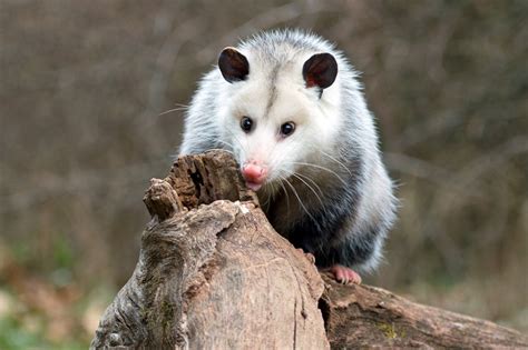 16 Critical Difference between Opossum and Possum with Comparison Table ...