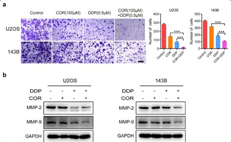 Cordycepin And Cisplatin Synergistically Inhibit Osteosarcoma Cell