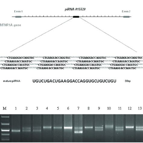 Genomic Structure Of PiRNA 015520 A Physical Location And Genomic