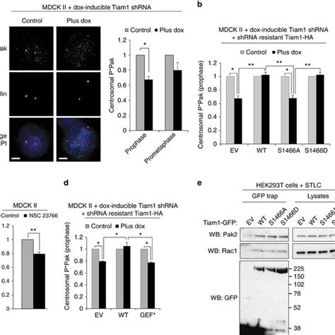 Cdk1 Dependent Phosphorylation Of Tiam1 In Mitosis A Mdck Ii Cells