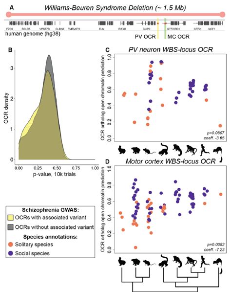 Associations Between Predicted Pv Interneuron And Motor Cortex Ocr