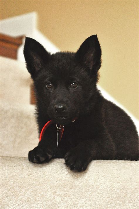 Pictures Of Black German Shepherd Puppies