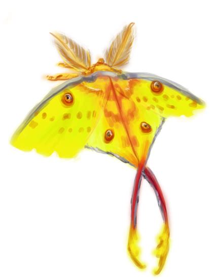 Comet Moth By Argema Brassingtonei On Deviantart