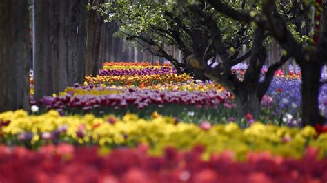 永定河畔を彩る花の海 北京市