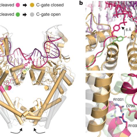 Structure Of A Topo IIDNA Cleavage Complex A S Cerevisiae Topo II