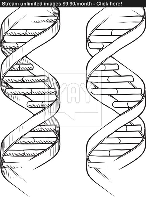 Dna Double Helix Drawing at PaintingValley.com | Explore collection of ...