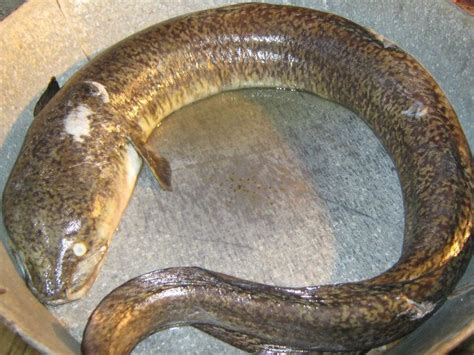 Dalag or Mudfish | Yummy, Animals, Snake