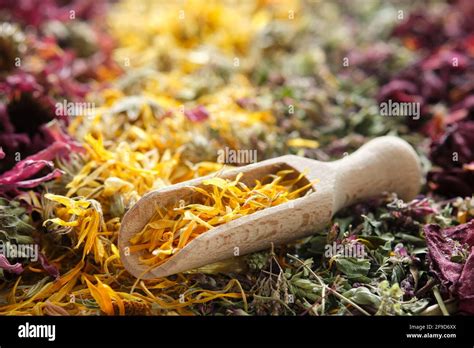 Dried Medicinal Herbs Echinacea Calendula Wild Marjoram Rose