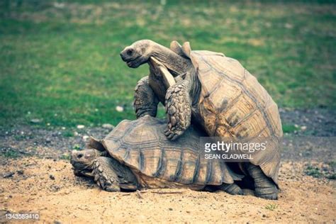 Mating Turtles Photos And Premium High Res Pictures Getty Images