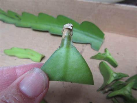 Propagating Dragon Fruit From Cuttings Gardenerd