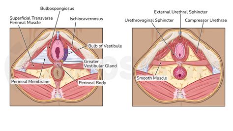 Anatomy Of The Female Urogenital Triangle Osmosis Hot Sex Picture